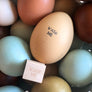 Wash Me Egg Stamp